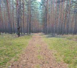 Прирезка лесных участков Кадастровые работы в Мытищах и Мытищинском районе